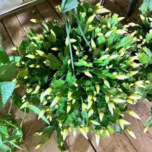 Thanksgiving Cactus 8 inch pot