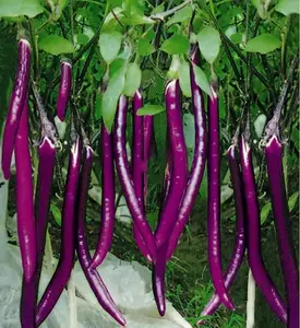 Long Purple Eggplants Aubergine Seeds Chinese Eggplants Vegetable  Approx 160 Seeds