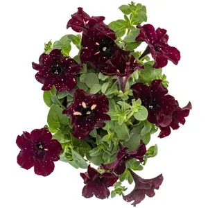 BUY 01 GET 01 Petunia Starry Sky Burgundy Flower Live Starter Plant 4-6 in tall