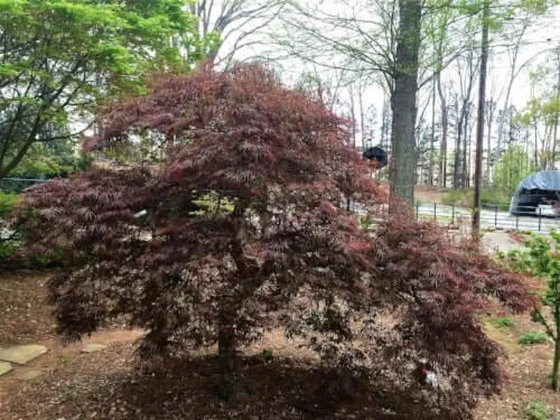 Acer palmatum 'Crimson Queen' Dwarf Japanese Maple