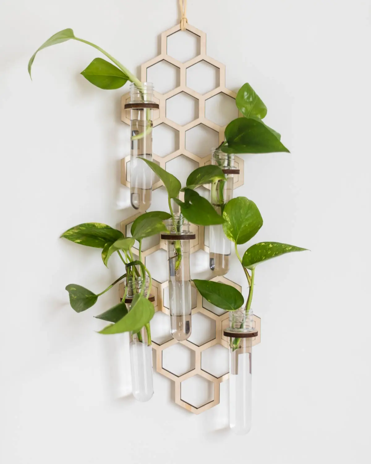 Honeycomb Hanging Propagation Station • 5 Tube Plant Propagation Wall • Plant Decor Gift