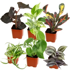 Popular Houseplant 6-pack: Easy Plant Variety Pack – Cute & Unique Plants - (2” Pots) – No Duplicate Houseplants – Includes Variegated Varieties – Live Indoor Plants for Home & Office