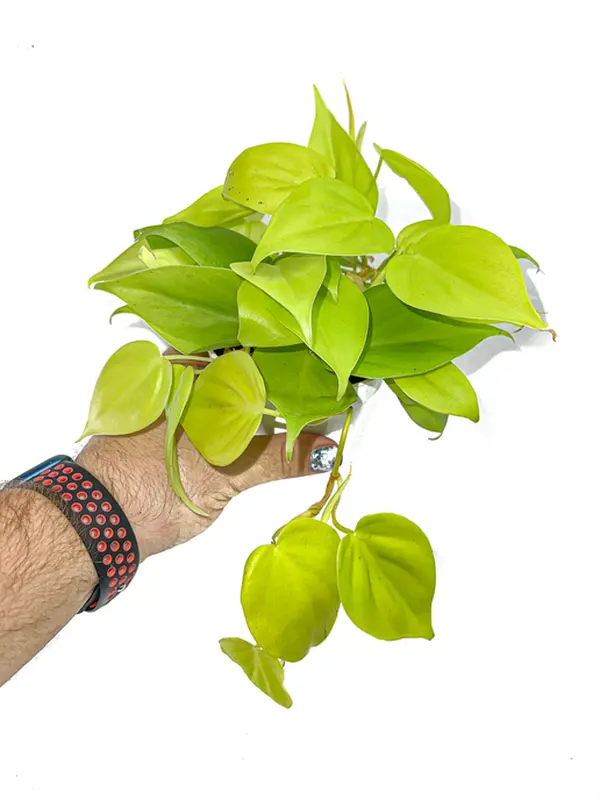 4" Neon Philodendron Cordatum, Heart Shaped Leves, Beginner Friendly Live Houseplant, Indoor Plant