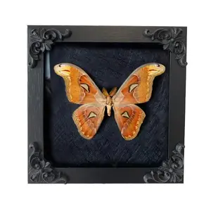 Insect Display Frame,Butterfly Shadow Box with Top Eva Foam Pinning Board, Insect Display Box,Butterfly Display,Riker Display Cases for Collecting Butterfly and Bug,Insect Pinning Kit,Butterfly Box