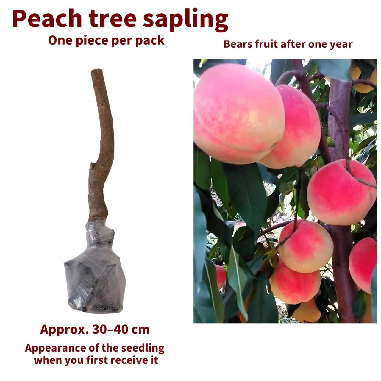 Sweet Honey Peach Tree Sapling | Homegrown Fruit | Self-Fertile Variety | Strong Root System | Ideal for Backyard Gardens & Outdoor Planting | Easy to Care For | Suitable for Gardeners & Beginners Alike