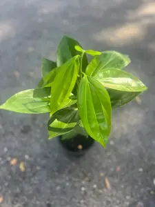 Large, Cinnamon Tree in 6" Pot, Cinnamomum zeylanicum, CEYLON CINNAMON