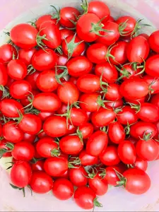 3 Variety Tomato Seeds Mix - Yellow, Bradley, Cherry Tomatoes - Heirloom Non-GMO High-Yield for Home Garden Patio & Containers Fall Season