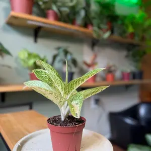 4" Aglaonema Legacy White - Rare Indoor Tropical Evergreen Plant with Elegant Foliage