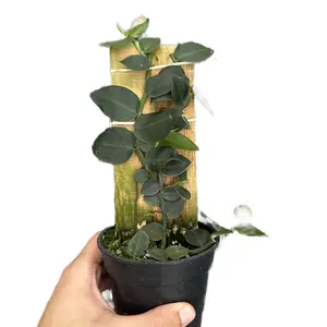 Rhaphidophora Hayii 4” Live Plant – Perfect for Adding a Unique, Climbing Aesthetic with Shingling Leaf Patterns