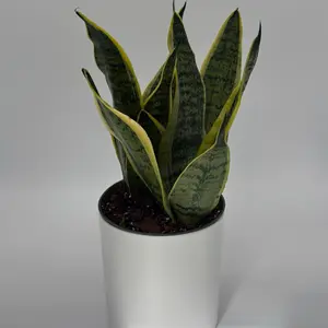 Sansevieria Laurentii 6" pot snake plant  Houseplant | Easy Care Low Maintenance | Unique Tropical Leaves | Ideal for Beginners & Home Decor