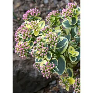 SEDUM LIME TWISTER -MN OUTDOOR PERENNIAL 4" POT