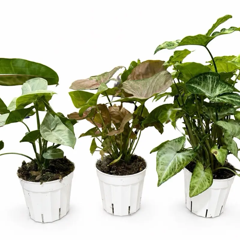 Syngonium Trio Bundle