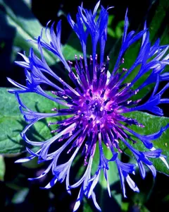 20 MOUNTAIN BLUE CORNFLOWER SEEDS PERENNIAL Centaurea montana Cold Hardy Plant