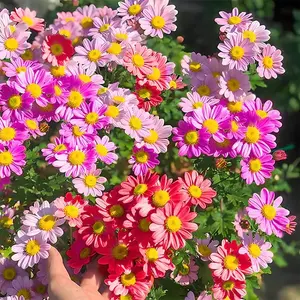 Pest Killer: Chrysanthemum Daisy Seeds, 300 to 2000 Seeds, Easy to Grow, Perennial Plants