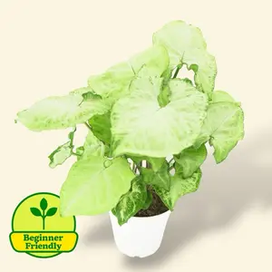 Syngonium White Butterfly 4” - Low Maintenance House Plant - Fast Growing