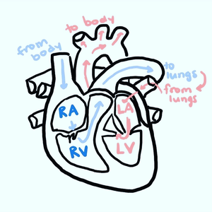 Yolanda Nursing Trinkets