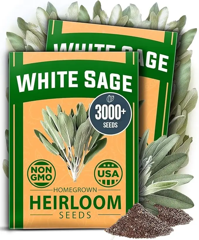 3000 White Sage (Salvia Apiana) Herb Seeds, Easy Growth for Beginners, Fragrant Foliage for Both Indoors/Outdoors Planting