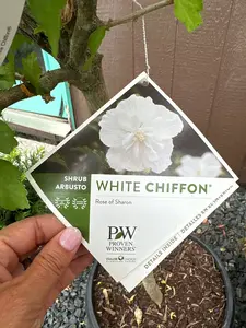 Hibiscus 'White Chiffon' STD - Rose of Sharon