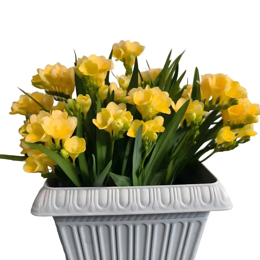 Freesia Refracta Bulbs, Fragrant Perennial Flower Bulbs for Indoor & Outdoor Planting, Home Garden Decoration easy growth