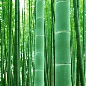 100+ Giant Timber Bamboo Garden Seeds: Exotic, Fast-growing, Ideal for Landscaping, Privacy, Indoor or Outdoor Use - Shipped from Iowa, Usa