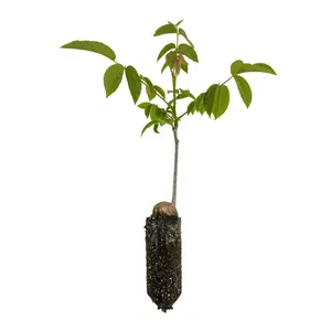Paradox Walnut | Medium Tree Seedling