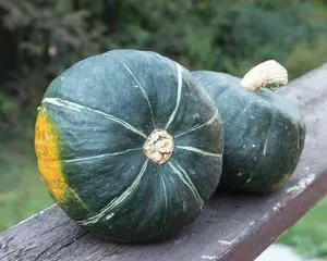 Burgess Buttercup Squash Seeds