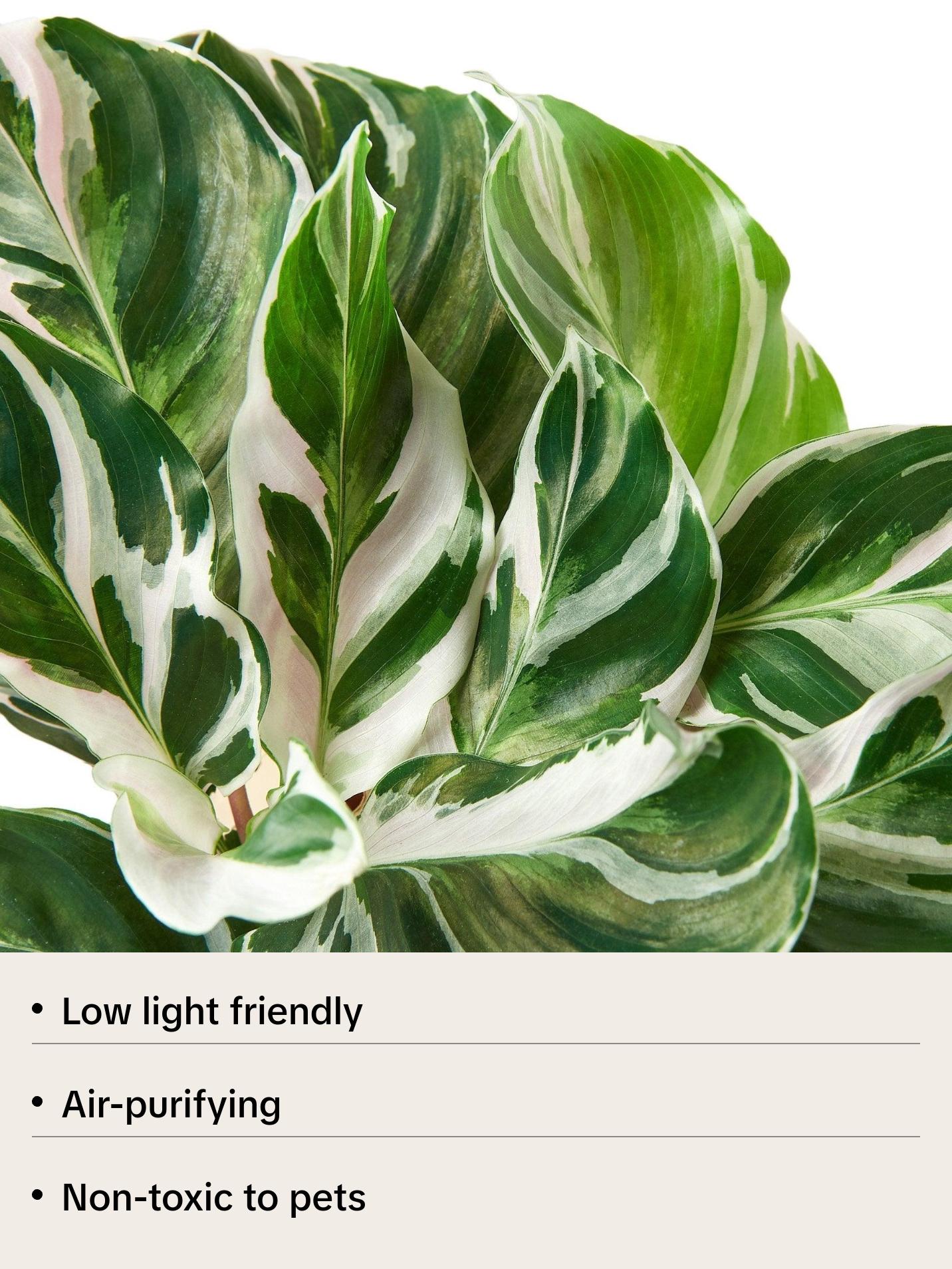 Calathea 'White Fusion' - Funky Foliage Fusion: Exotic Zebra Peacock Plant with Striking White and Green Leaves