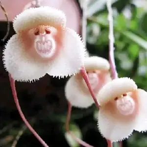 "100pcs Monkey Face Orchid Seeds - Grow Rare Dracula Simia Blooms That Wow!