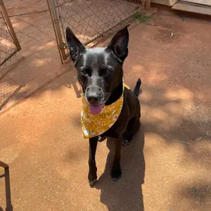 Dog Scrunchie Bandanas