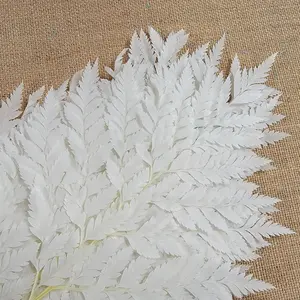 Preserved Fern, Bleached Leather Leaf, 10 Stems Preserved Soft and Whispy Wedding Ferns-Tree Fern-White Ferns-Floral Decor