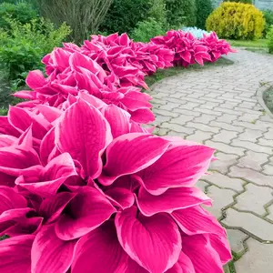 800PCS Pink Hosta Seeds | Stunning Shade-Tolerant Perennial Plants for Outdoor Gardens, Easy to Grow and Maintain, Perfect for Adding Soft, Vibrant Color to Your Landscape