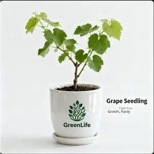 Healthy green grape seed seedlings, strong growth, suitable for gardens and greenhouses, sweet fruit, ideal for family orchards