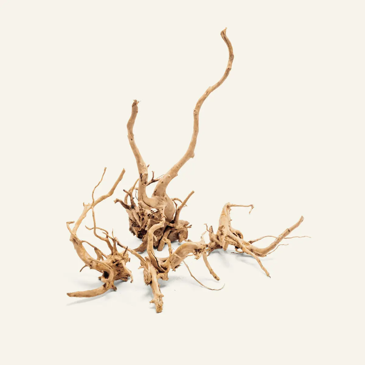 Spider Wood Spider Wood