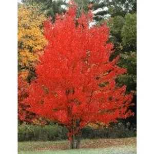 Red Maple tree (Brandywine)