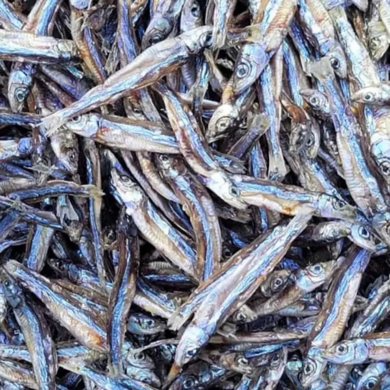 ANCHOVY FISH- Dangaa