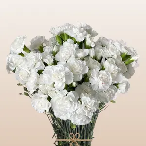 Mini Carnations White Nimbus