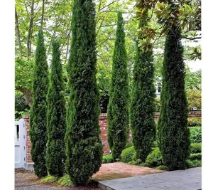 Italian Cypress  ( Cupressus )
