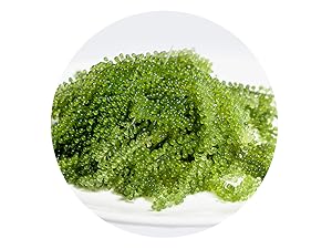 Longevity Dehydrated Sea Grapes, 4.23 oz of 6 packs, Umibudo Green Caviar, Lato Seaweed, Precious Gift From The Sea | Enhance Health, Boosting Immune System.