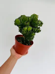 Euphorbia Cristata 'Dragon Bones' - Green Coral Cactus - 6" Pot