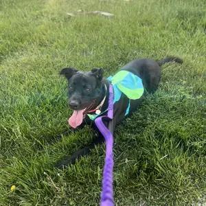 Product Review of iYoShop Hands Free Dog Leash with Zipper Pouch, Dual Padded Handles and Durable Bungee for Walking, Jogging and Running Your Dog from A**a