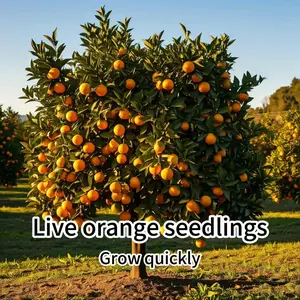 Heirloom Orange Tree Live Plant – Classic Citrus Tree for Home Orchard & Garden Heirloom Orange Tree Live Plant – Classic Citrus Tree for Home Orchard & Garden