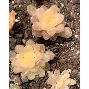 Haworthia Obtuse cv. 'Amber’ - April Farm/Rare Succulents