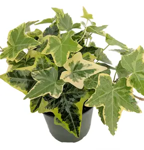 Live Gold Child Ivy Plant - Hedera Helix Goldchild Plant - 4 Inch Pot