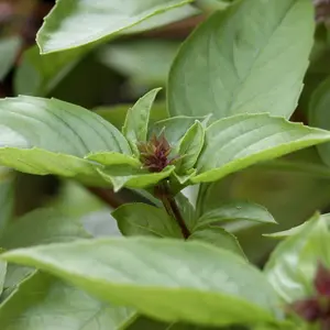 Thai Basil (Ocimum basilicum 'Thai') Organic Seeds – Sweet Anise Flavor, Essential for Asian Cooking and Aromatic Herb Gardens