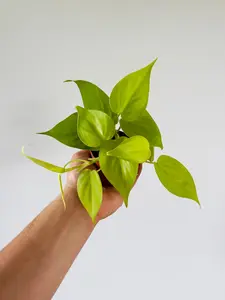 Philodendron Hederaceum 'Lemon' - 3" Pot