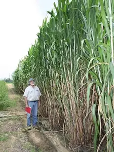 Elephant Grass Seeds - Tallest Grass in The World - Ships from Iowa, Made in USA
