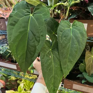 Anthurium Red Crystal x Crystallinum - 6” pot