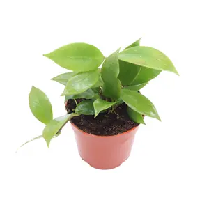 Hoya Sunrise - 4'' from California Tropicals