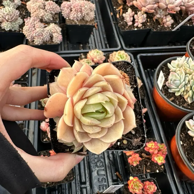 Echeveria 'Gilva' Cluster - Bare Root Succulents - Terra Tales