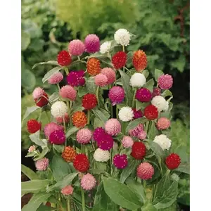 Globe Amaranth mix (Gomphrena Globosa  ) Flowers Seeds